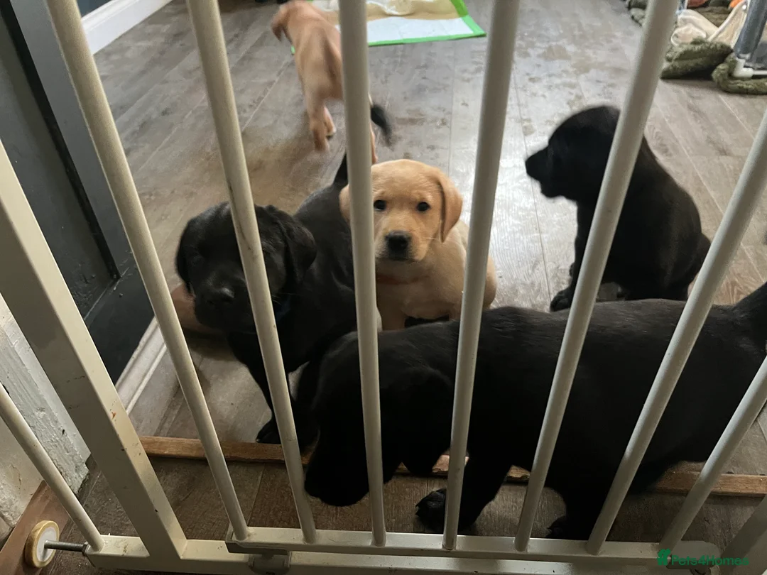 Labrador Retriever dogs for sale: Yellow - Advert 5