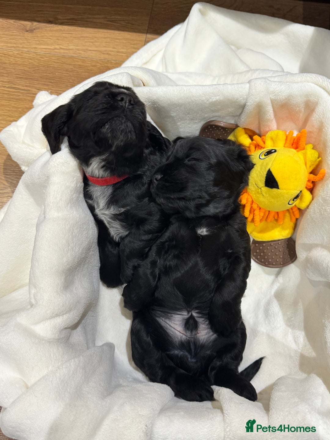 Cocker Spaniel dogs for sale: Show Type Cocker Spaniel  - Advert 8