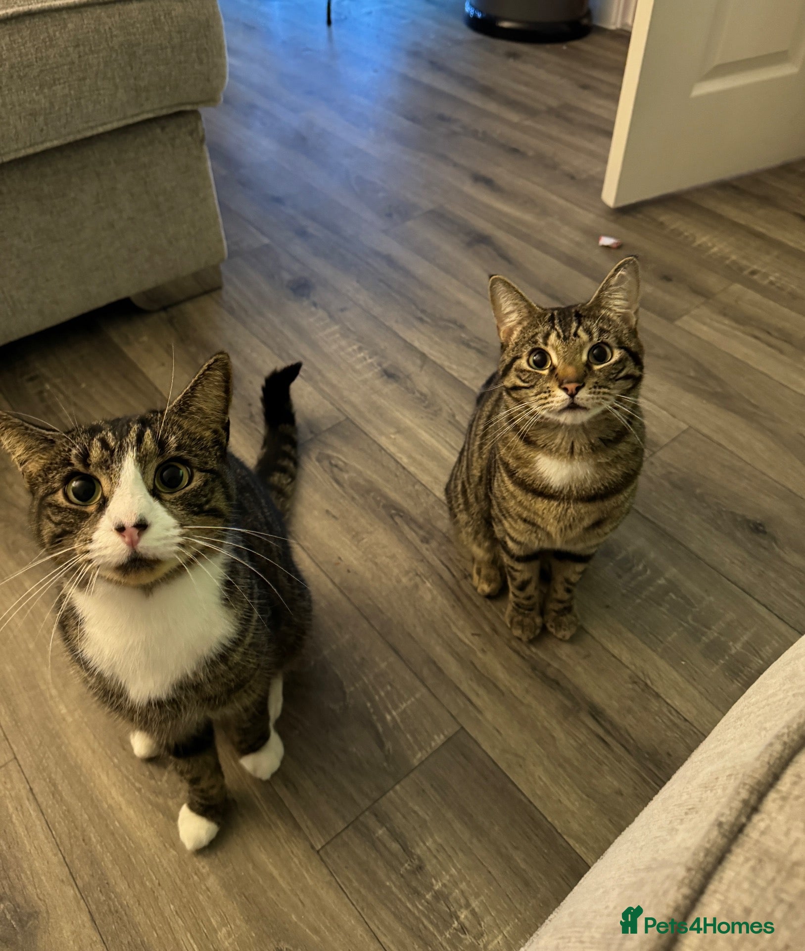 Domestic Shorthair cats Rehoming 2 male cats - Advert 1