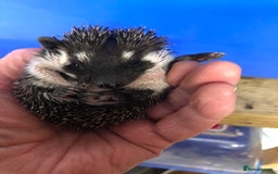 Pygmy Hedgehog rodents for sale: Stunning super friendly hoglets ready now!  - Image 15