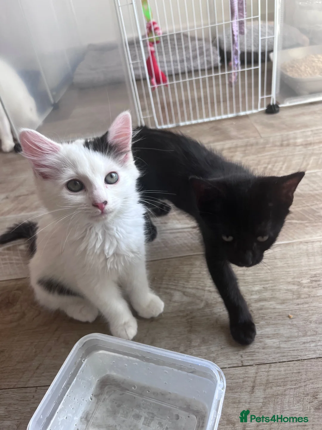 British Longhair cats for sale: 7 beautiful kittens ready for new homes  - Advert 2