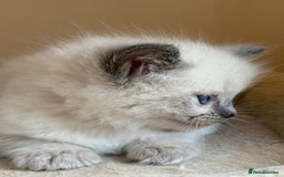 Ragdoll cats for sale: 5 beautiful GCCF Ragdoll kittens - Image 20