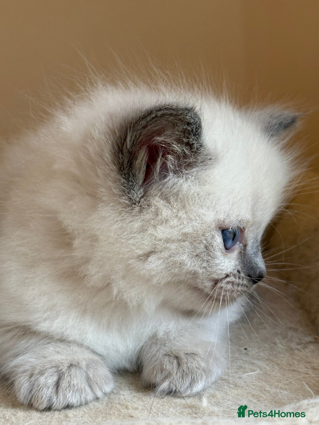 Ragdoll cats for sale: 5 beautiful GCCF Ragdoll kittens - Image 20