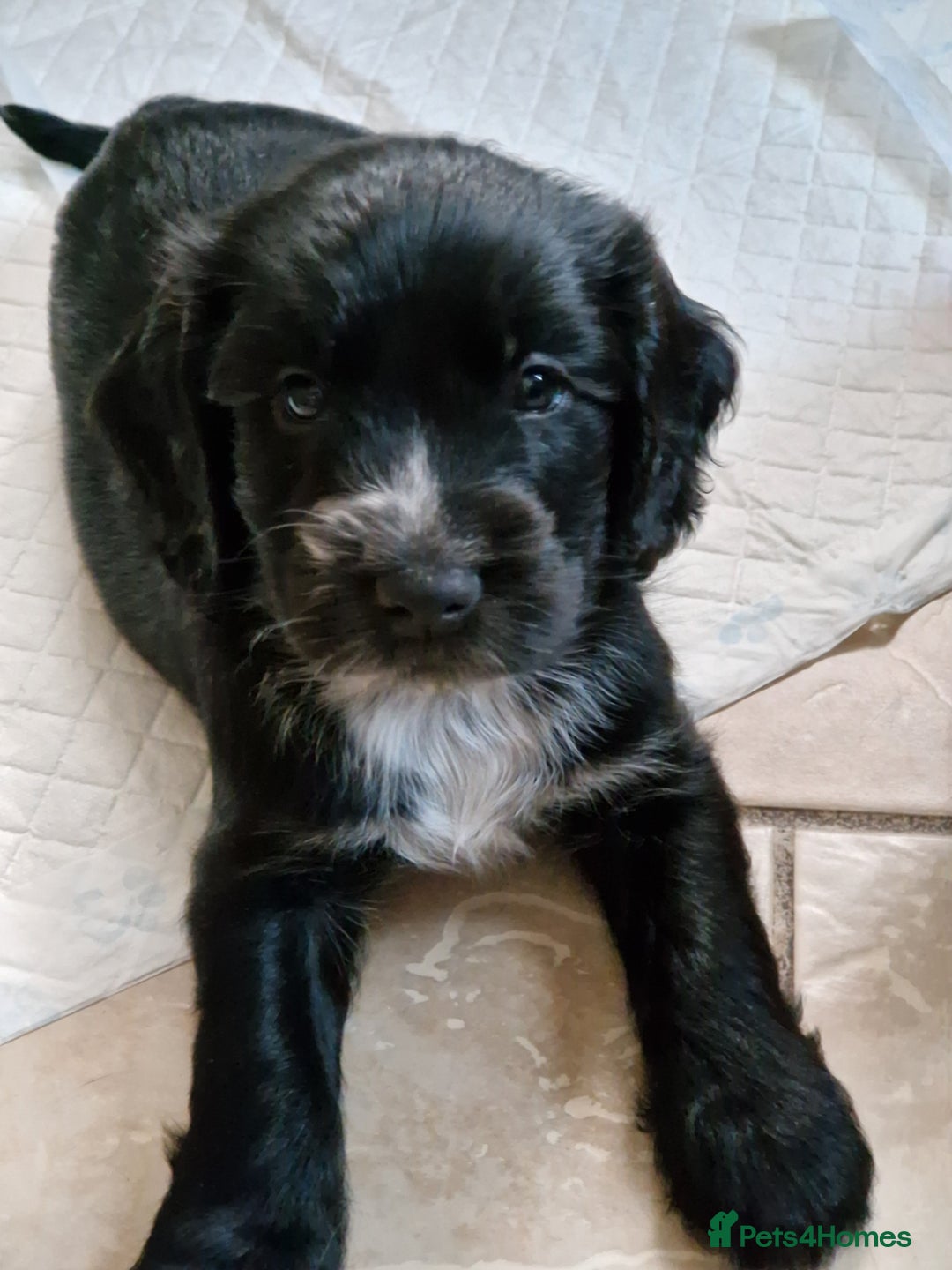 Cocker Spaniel dogs for sale: Cocker spaniel puppies for sale - Image 4