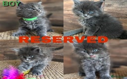 Maine Coon cats for sale: First Litter 6 Pure Maine Coon Kittens - Image 4