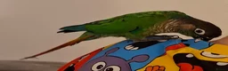 Conures birds for sale: Green cheek conure 6 months old in Thornton-Cleveleys - Advert 2