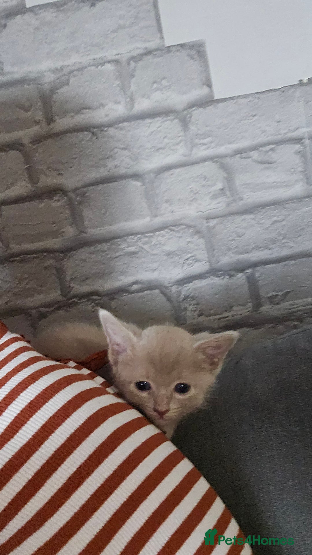 Russian Blue cats for sale: 🐾 last two girls Russian Blue Kittens 🐾 - Advert 18