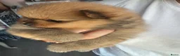 Pomeranian dogs for sale: Small pedigree puppies - Advert 3