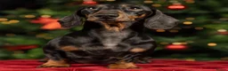 Dachshund dogs for sale: Mini Dacshund litter 4 males 1 female - Advert 2