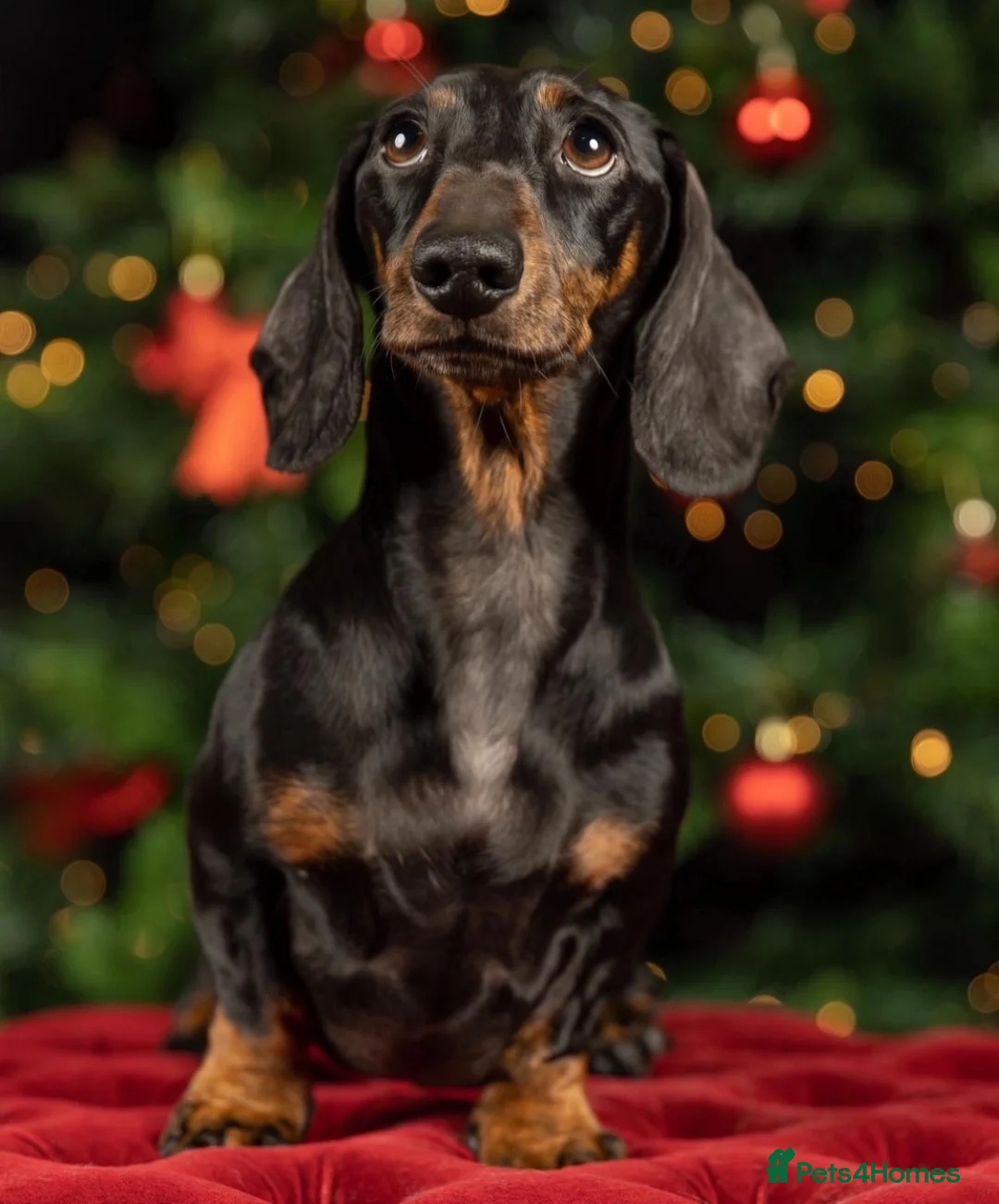 Dachshund dogs for sale: Mini Dacshund litter 4 males 1 female - Advert 2