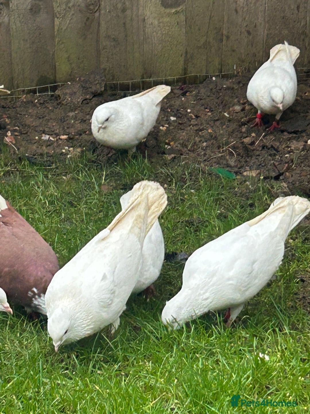 Pigeons birds for sale: Pigeons - Advert 4