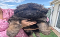 German Shepherd dogs for sale: German shepherd  - Image 20