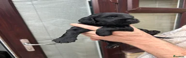 Cockapoo 3