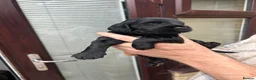 Cockapoo dogs for sale: F2 Cockapoo pups in Burnley - Advert 5
