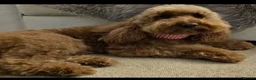 Mini Goldendoodle dogs for sale: Miniature Goldendoodle F1bb - Advert 8