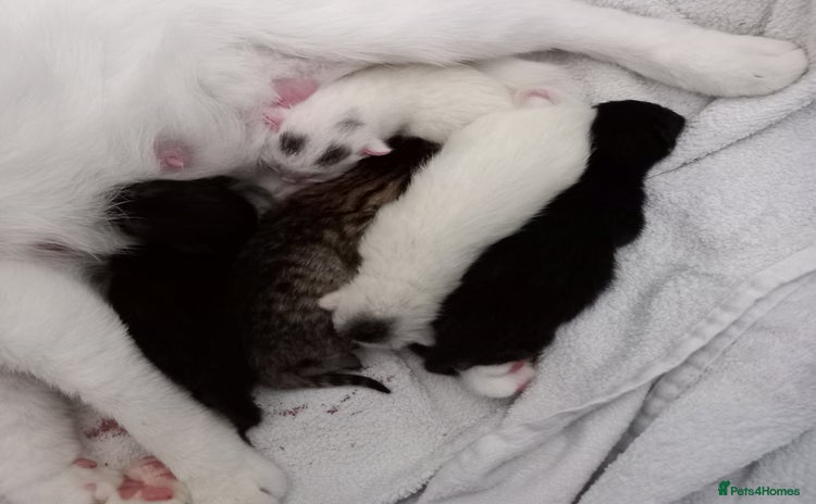 Mixed Breed cats - Advert 2