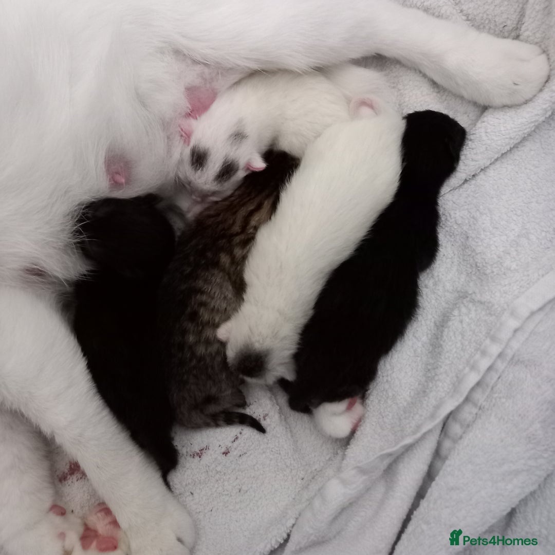 Mixed Breed cats for sale: 2 white 2 black  - Image 1