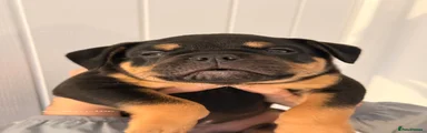 Cayote