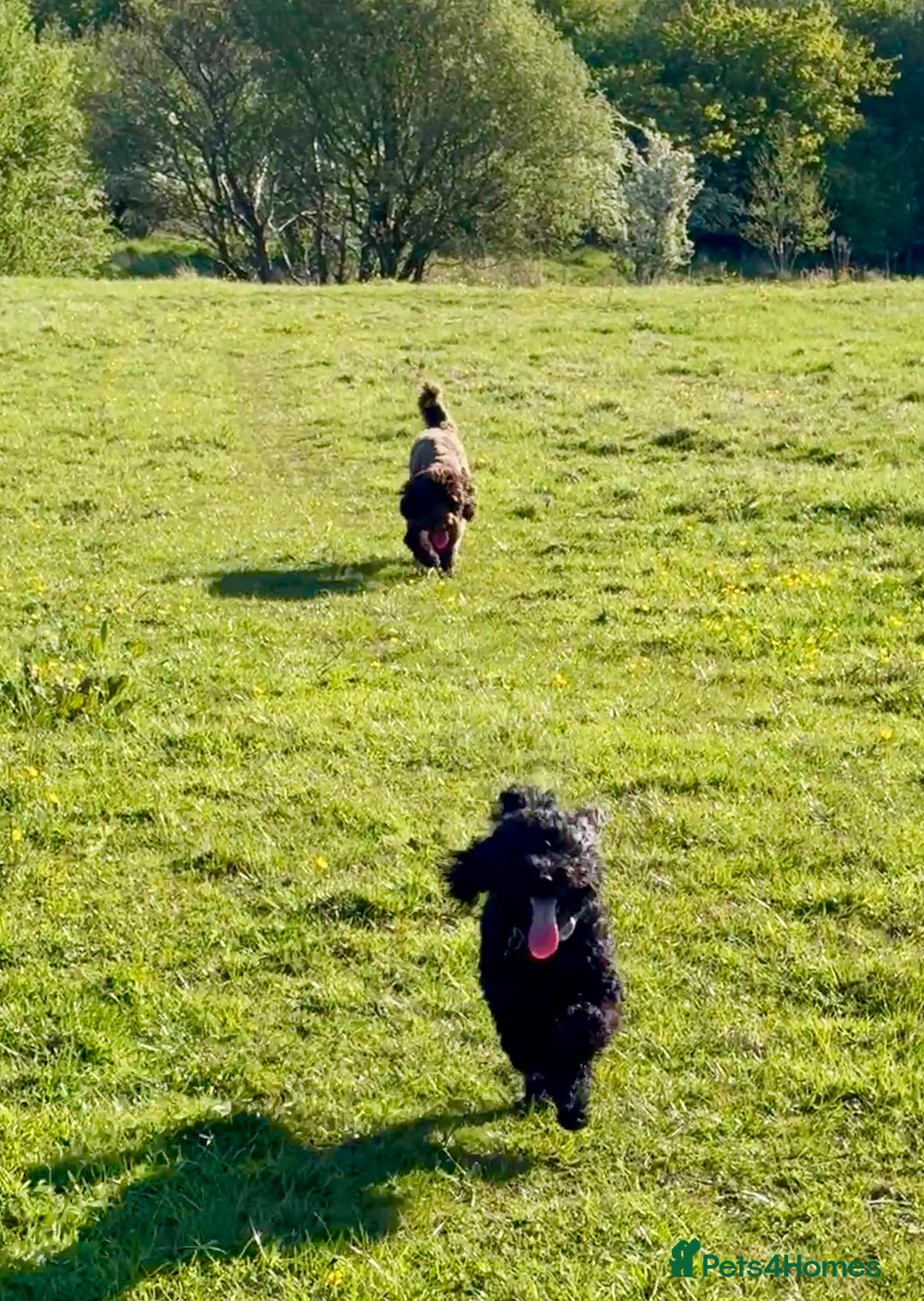 Australian Labradoodle dogs for sale: Reduced-Multigen Aussie Labradoodles curly/nonshed - Image 10
