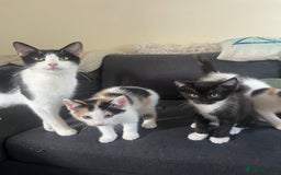 Mixed Breed cats for sale: Kittens for sale  - Image 9