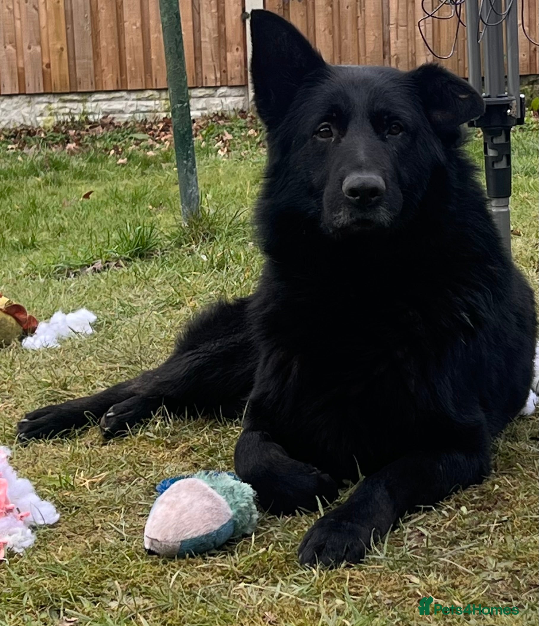 German Shepherd dogs Shadow  - Advert 17