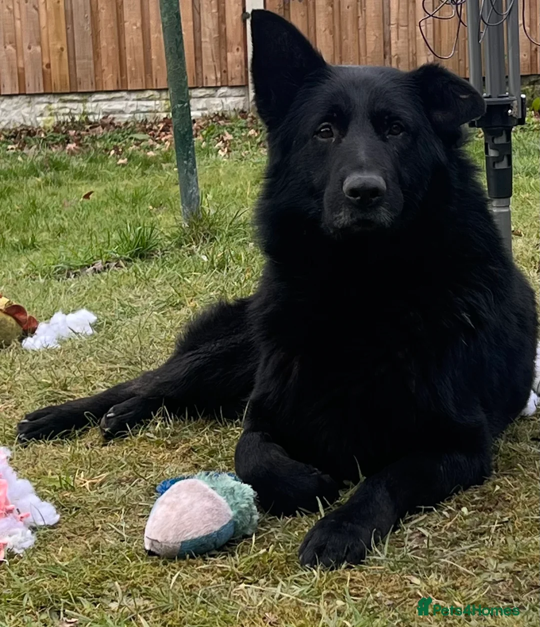 German Shepherd dogs for sale: Shadow  - Advert 1