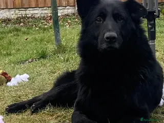 German Shepherd dogs Shadow - Advert 17