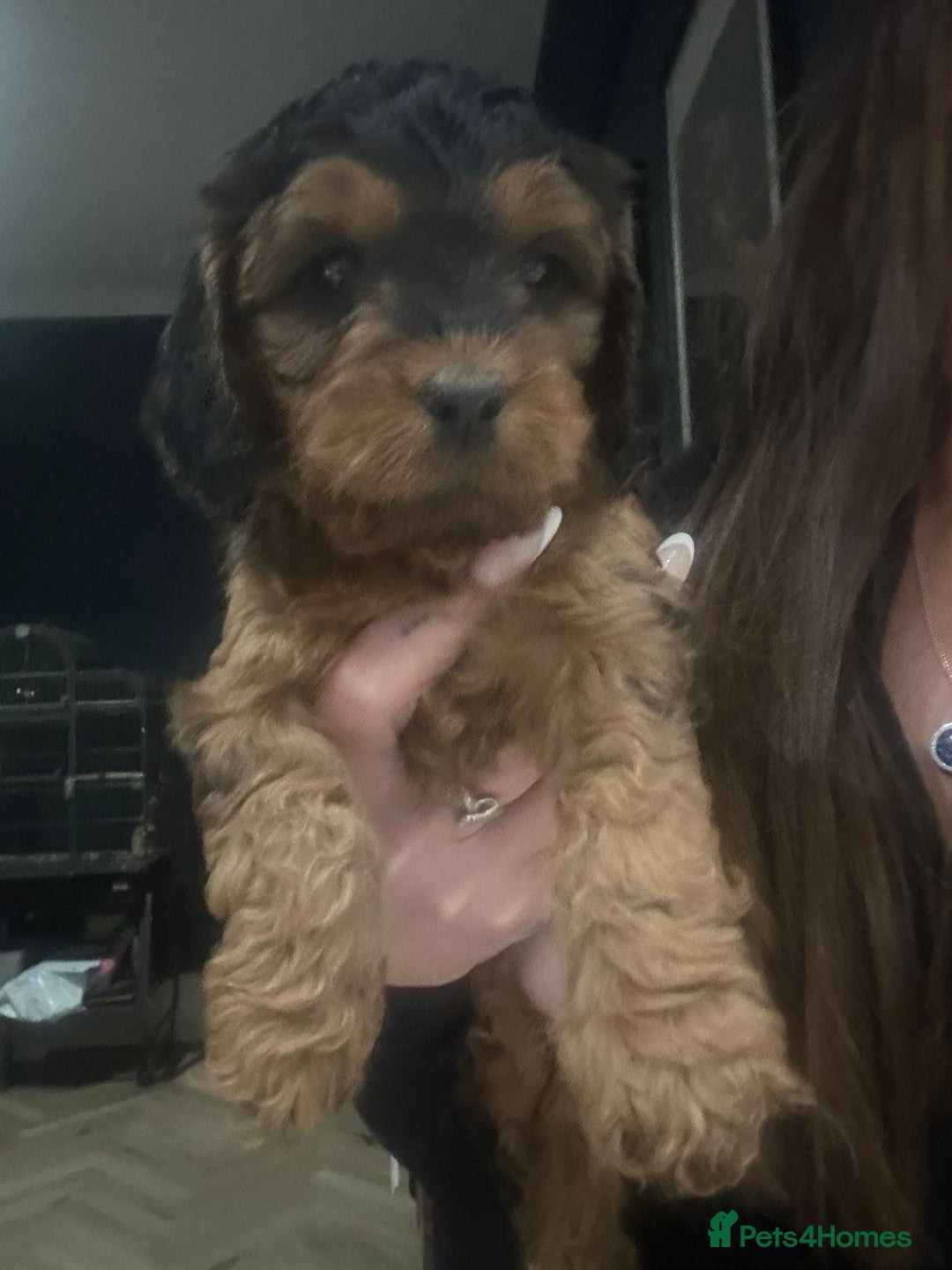 Cockapoo dogs for sale: Stunning F1 Cockerpoo Puppies  - Advert 20