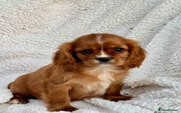 Cavalier King Charles Spaniel dogs for sale: 3 kc reg ruby boy puppies looking for homes - Image 3