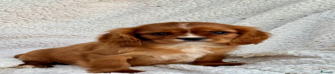 Cavalier King Charles Spaniel Puppy 3