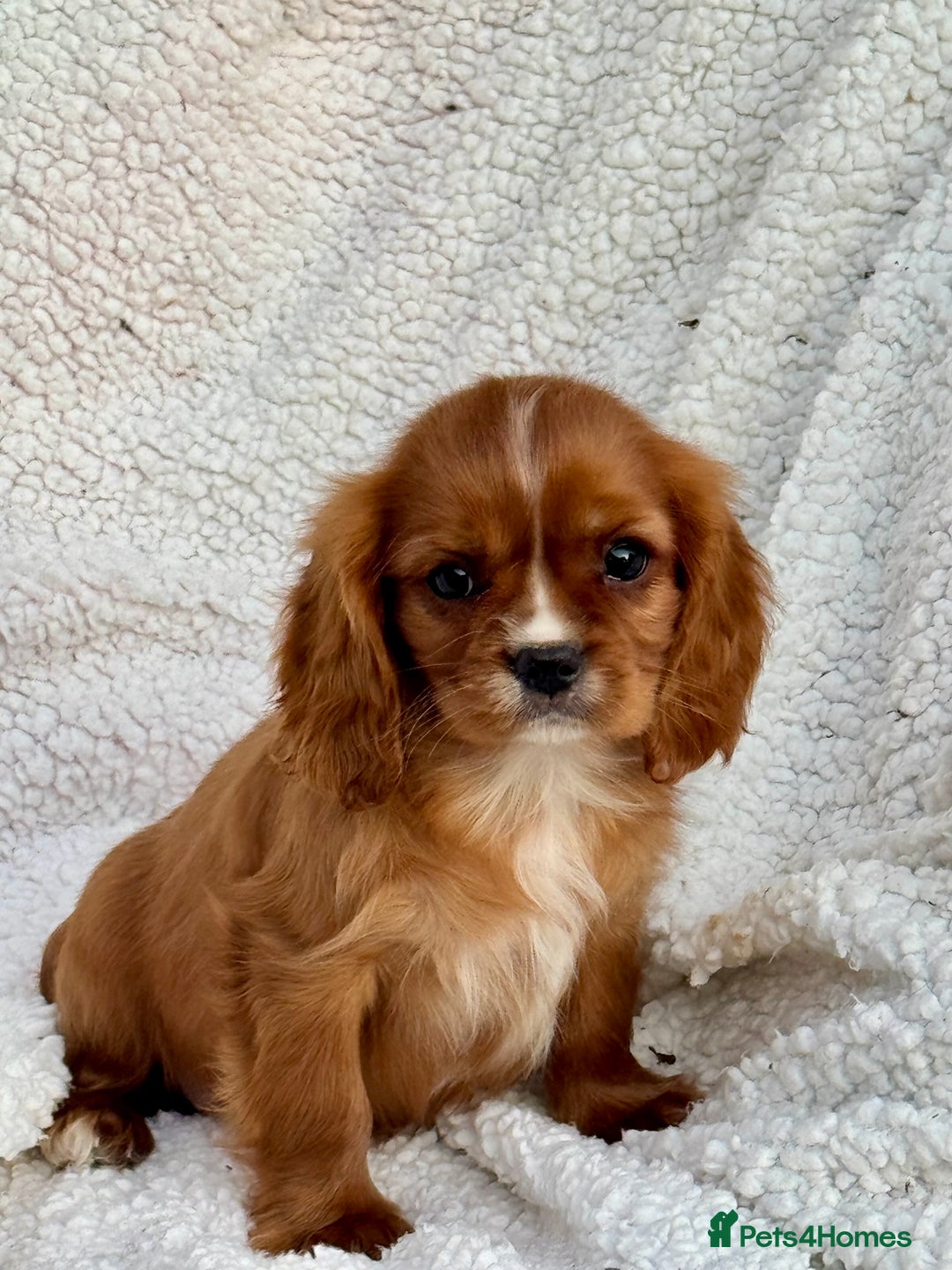Cavalier King Charles Spaniel dogs for sale: 3 kc reg ruby boy puppies looking for homes - Image 3
