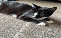 Mixed Breed cats for sale: 2 male kittens.  - Image 9