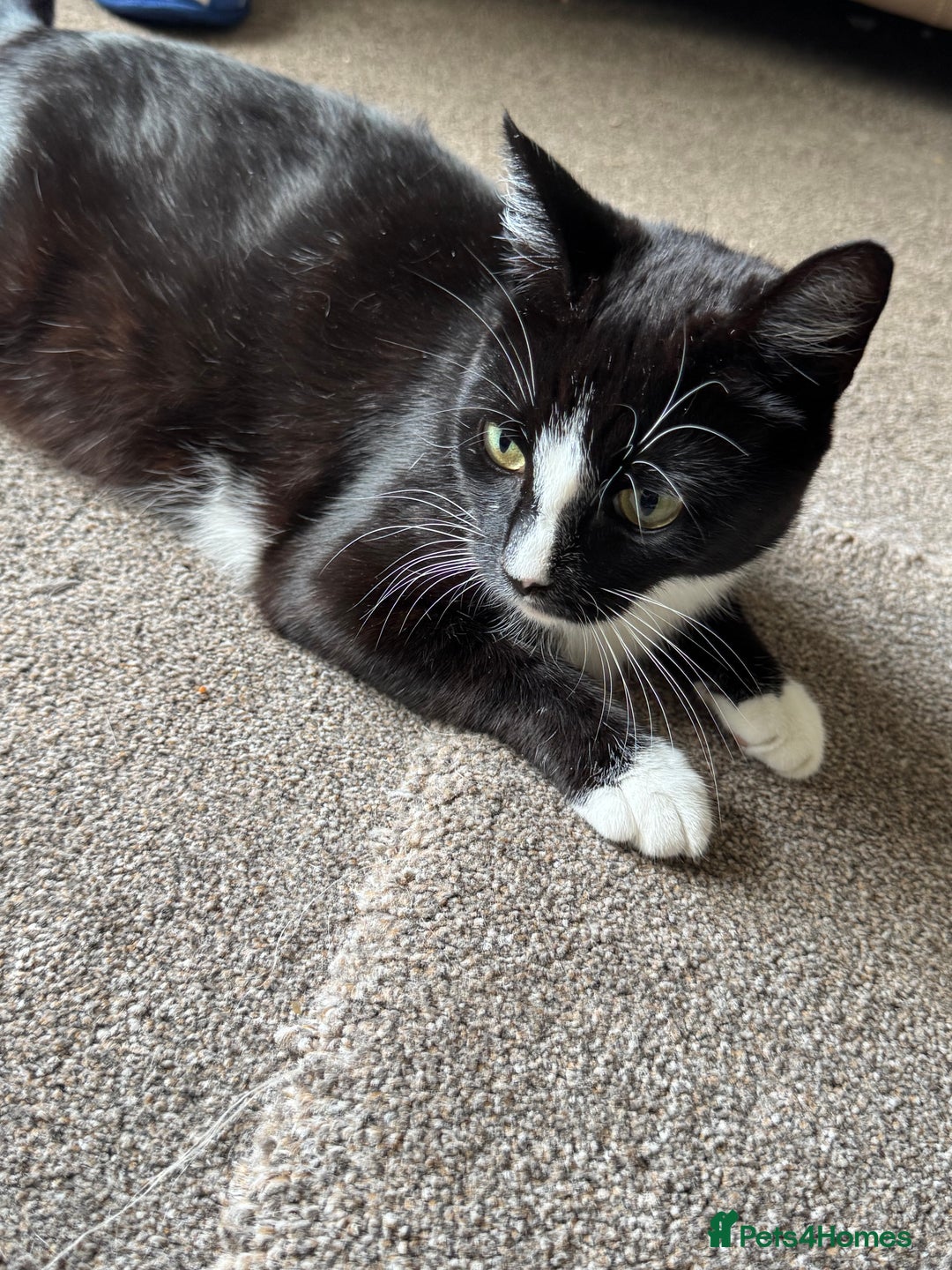 Mixed Breed cats for sale: 2 male kittens.  - Image 9