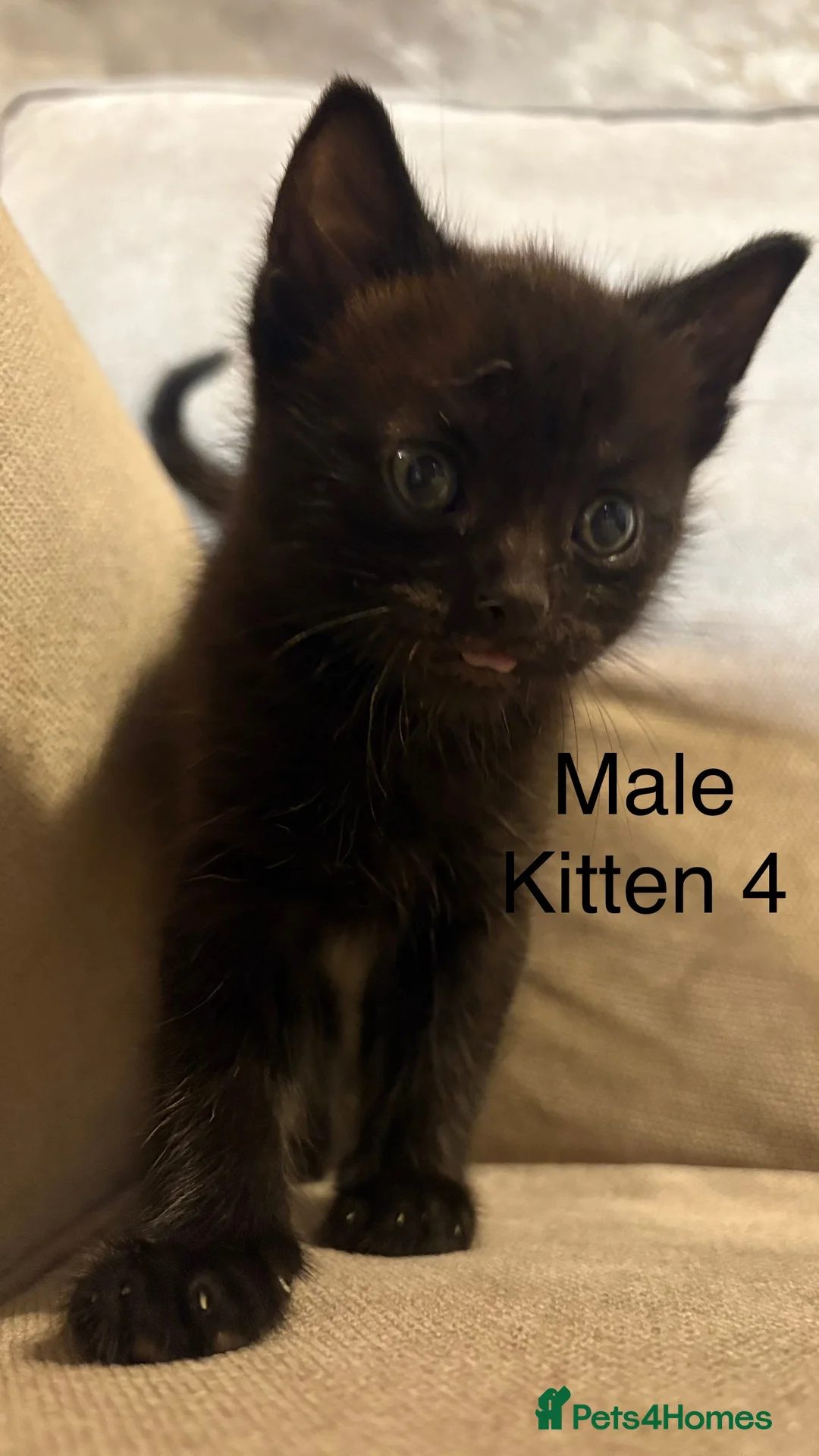 Mixed Breed cats for sale: One boy remaining  - Advert 5