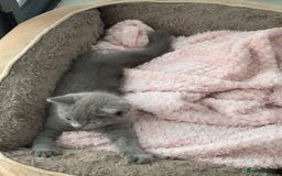 British Shorthair cats for sale: British Blue Shorthair  - Image 5
