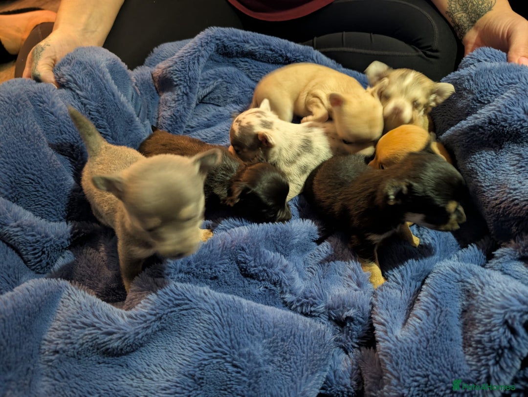 Chihuahua dogs for sale: GORGEOUS LONGHAIRED MERLE CHIHUAHUAS  - Advert 4