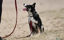 Border Collie dogs for sale: Border collie Puppy forsale - Image 8