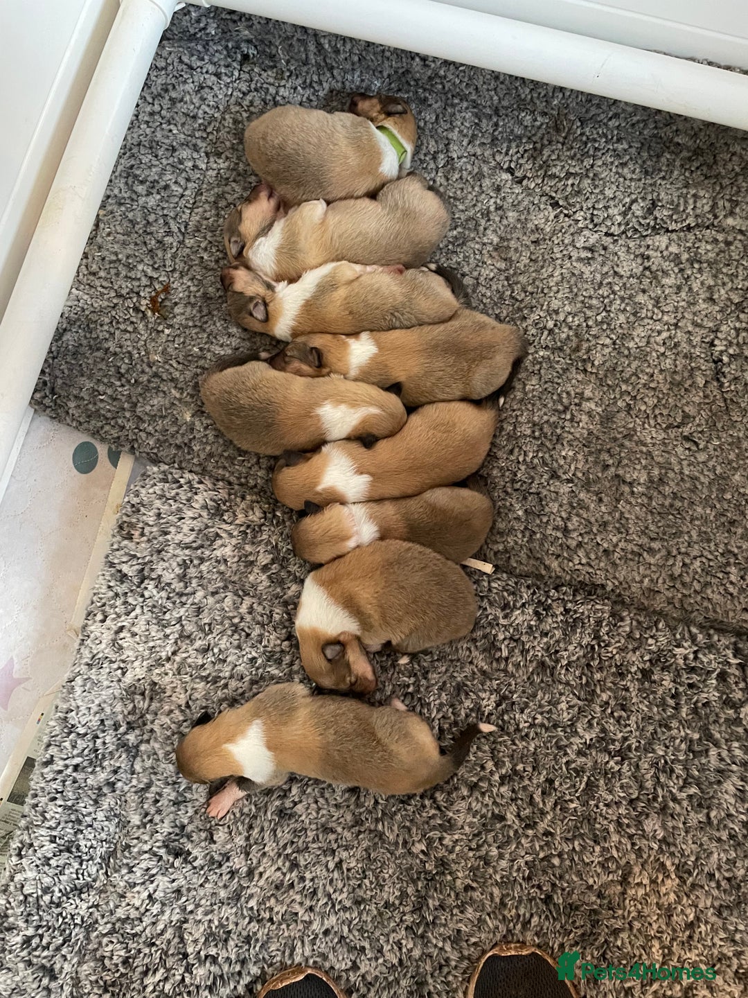Rough Collie dogs for sale: KC Registered sable and white rough collie ouppies - Image 6