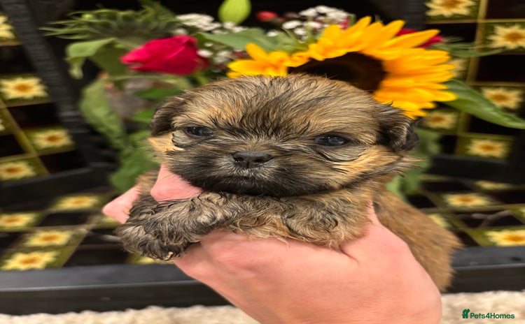 Shih Tzu dogs - Advert 12