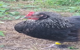 Chickens poultry for sale: Rare Silver French Marans Pullets Hens - Image 2