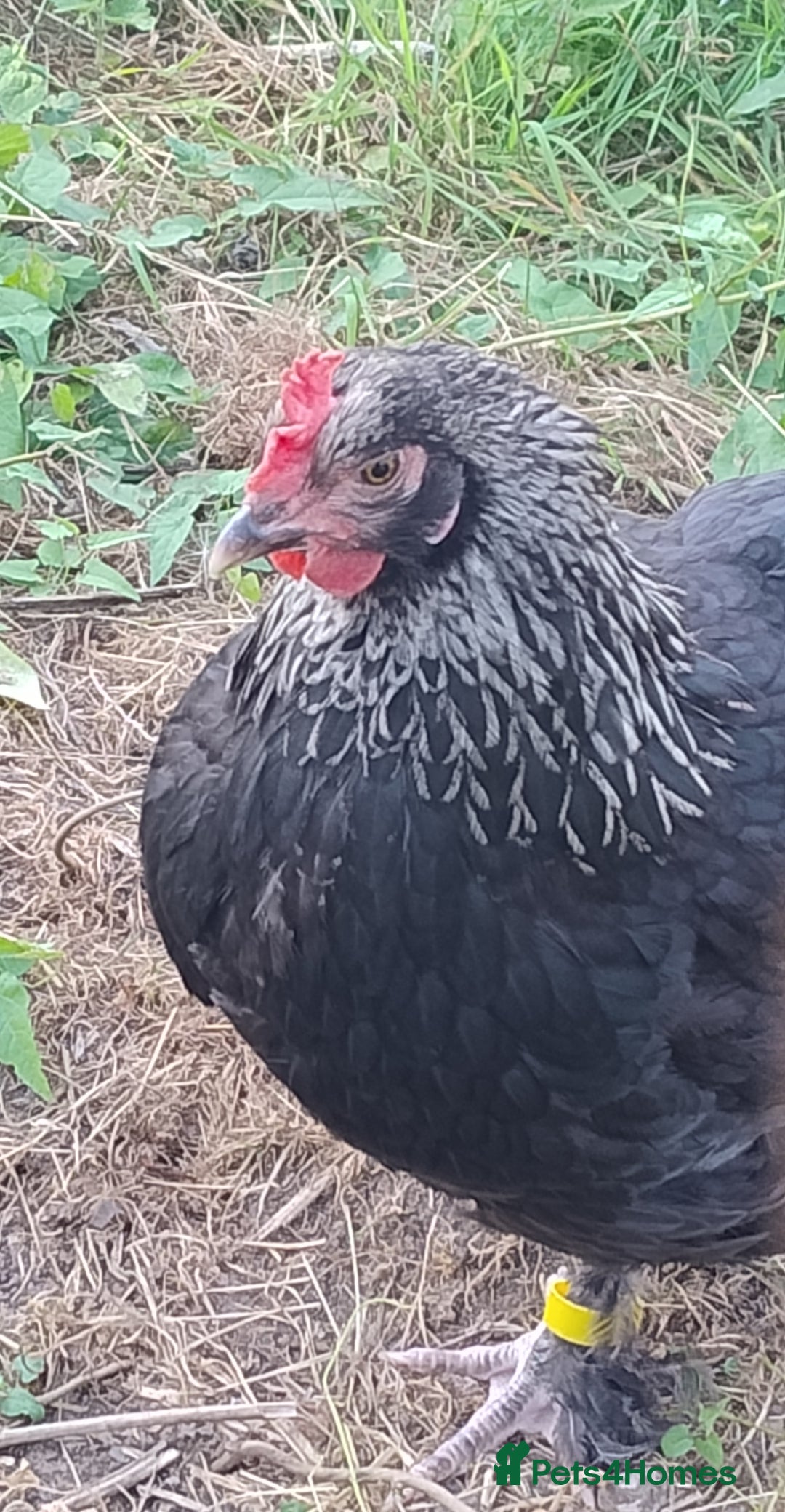 Chickens poultry for sale: Rare Silver French Marans Pullets Hens - Image 2