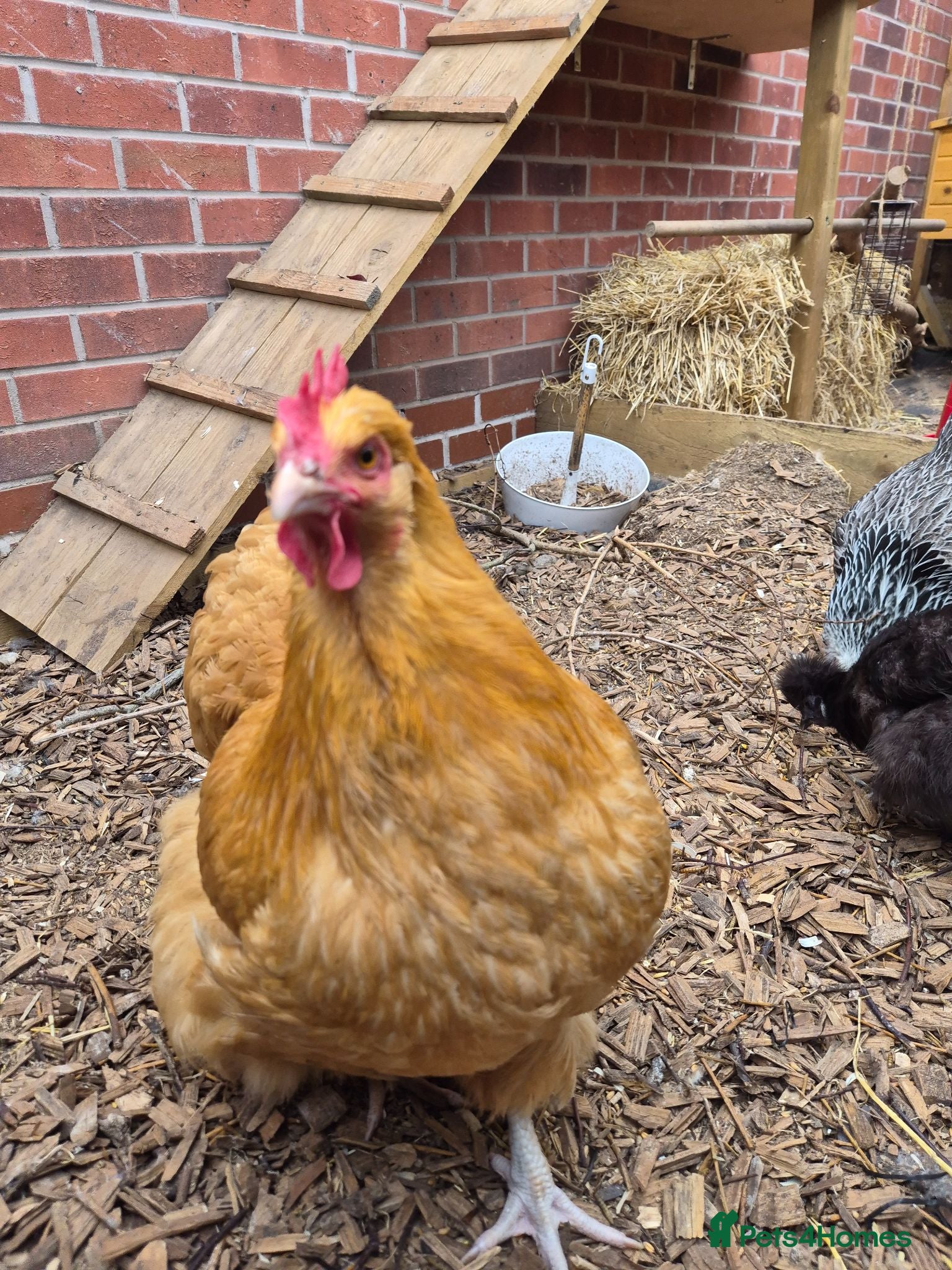 Chickens poultry Laying Female Chickens (breeds in description) - Advert 1