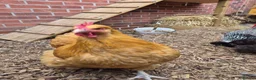 Chickens poultry for sale: Laying Female Chickens (breeds in description) in Derby - Advert 1