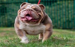 Mixed Breed dogs for sale: French bulldog X English bulldog  - Image 17