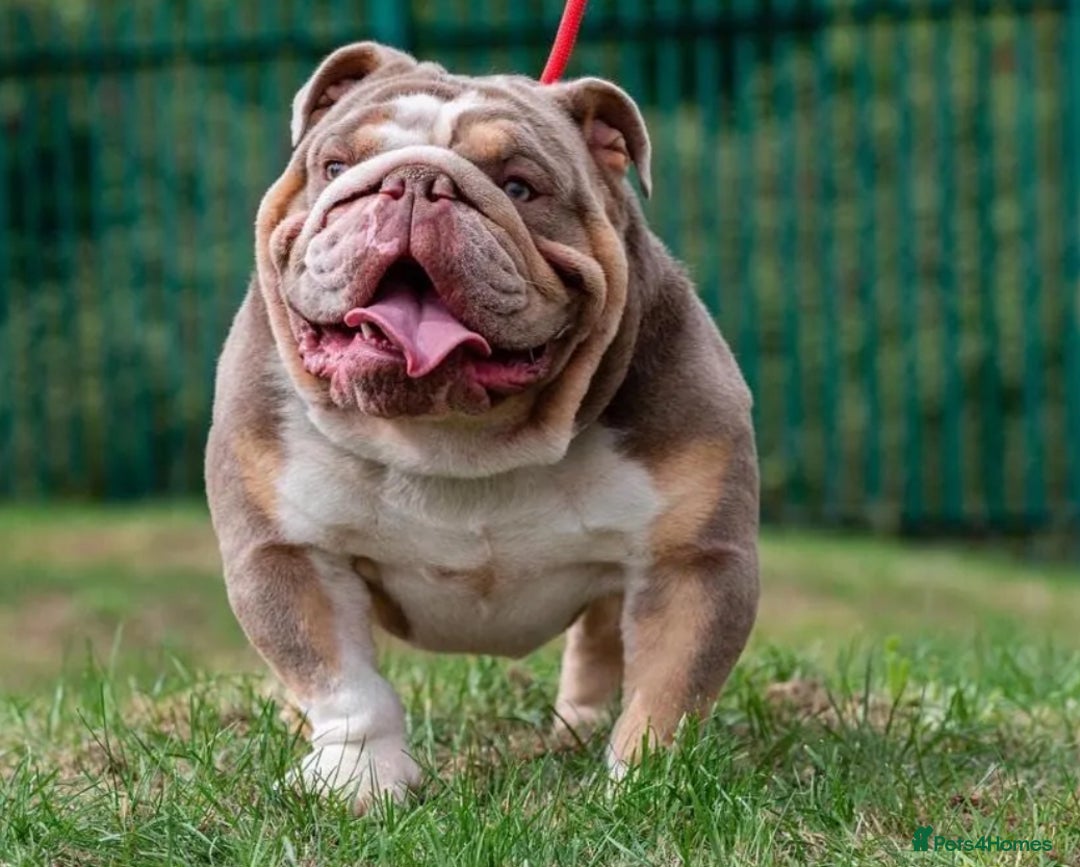 Mixed Breed dogs for sale: French bulldog X English bulldog  - Image 17