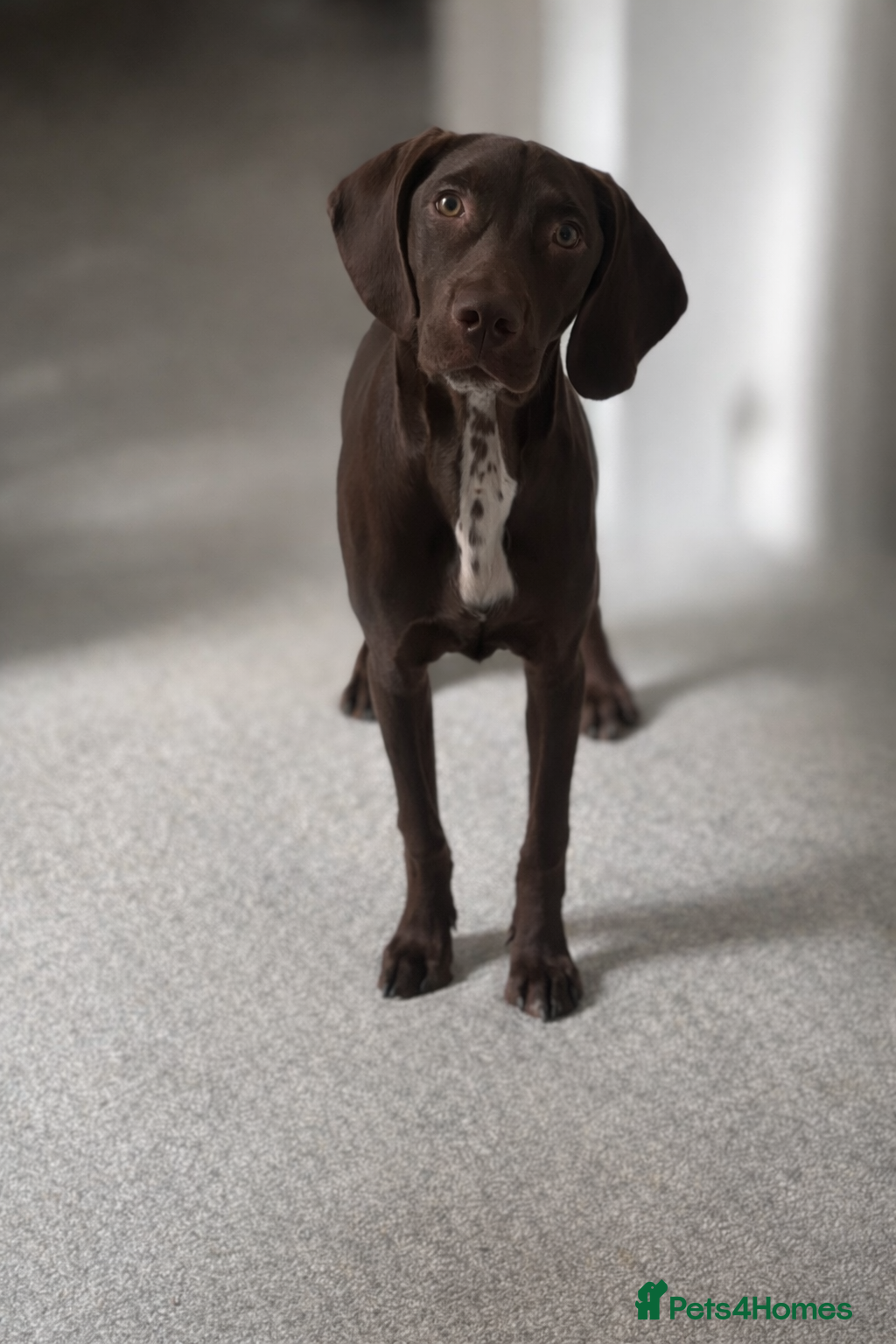 Mixed Breed dogs Needs a good home - Advert 4