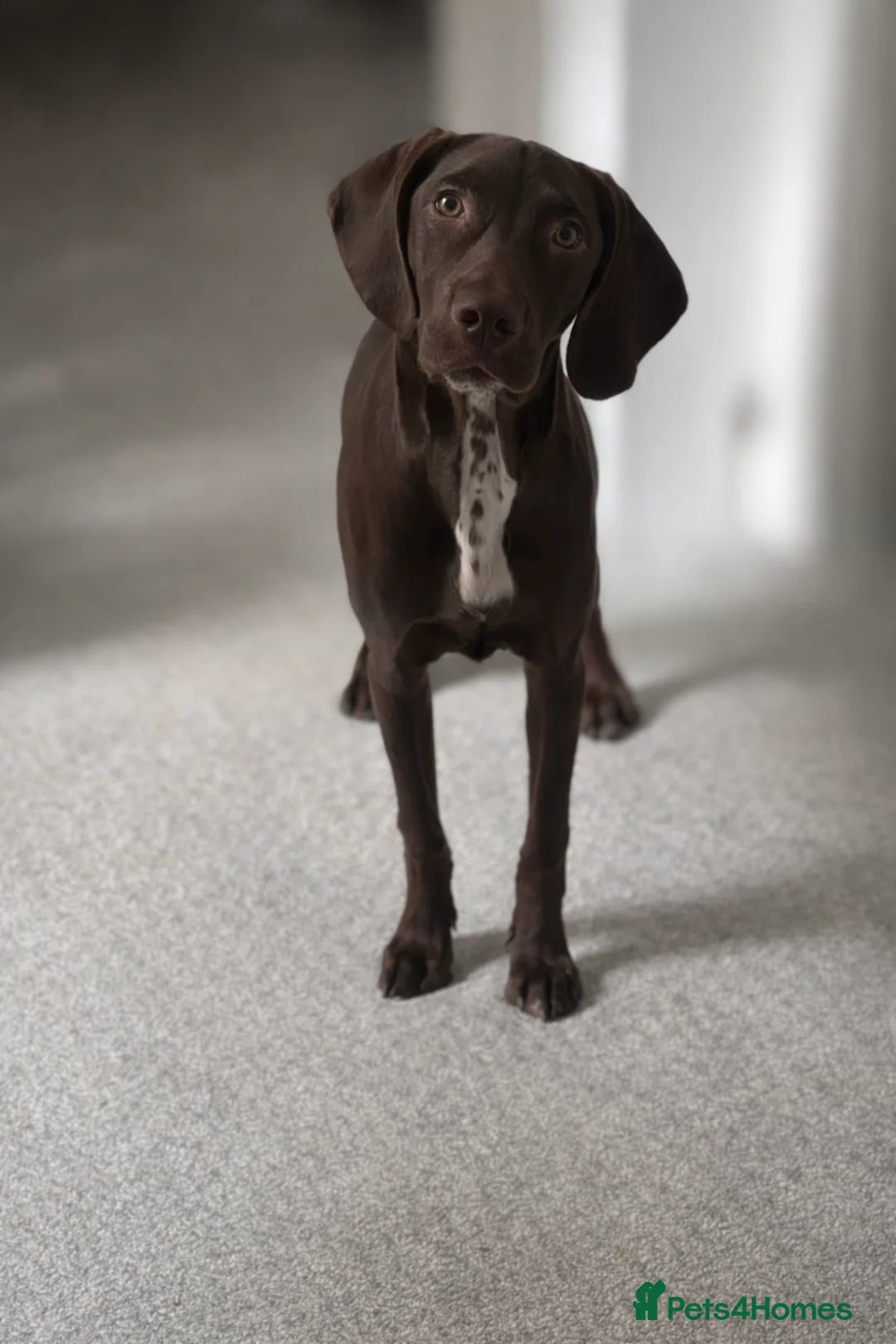 Mixed Breed dogs for sale: Needs a good home in Ferryhill - Advert 1