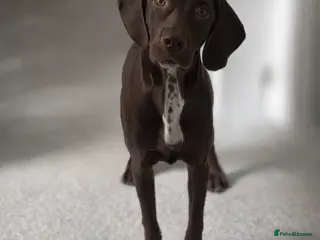 Mixed Breed dogs Needs a good home - Advert 4