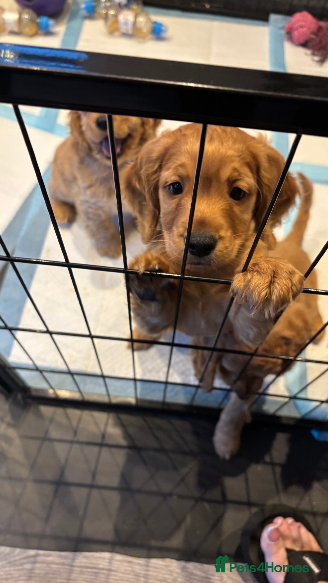 Cockapoo dogs for sale: Last Cockapoo boy  - Advert 4