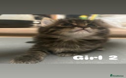 Toyger cats for sale: Stunning half toyger kittens - Image 4